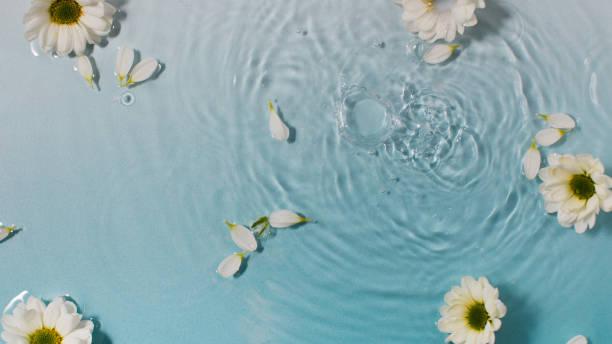 istock Fresh chamomile flowers and white petals on water surface with drop circles 1366571585