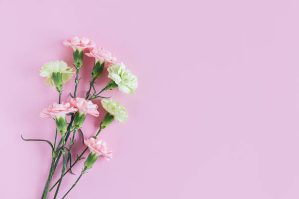 istock Tender carnation flowers on pastel pink background. 1366572040