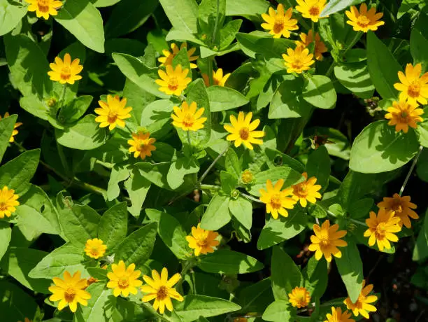 Photo of The butter daisy or Melampodium paludosum is a charming relative of the popular aster. yellow flowers bloom