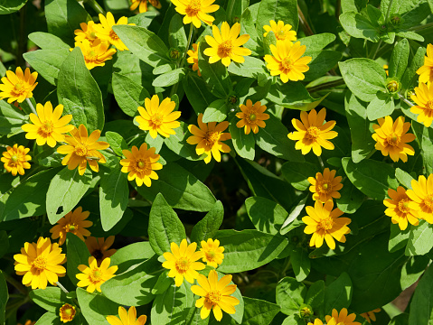 The butter daisy or Melampodium paludosum is a charming relative of the popular aster. yellow flowers bloom.