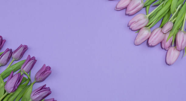 istock Bouquets of tulips on a purple background 1366573327