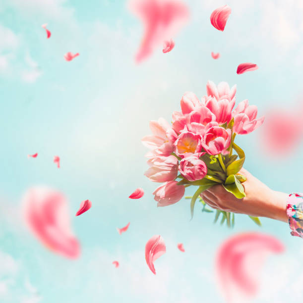 Female hand holding tulips bunch with flying petals at blue sky background. stock photo