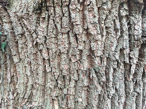 A tree bark as a texture or background.