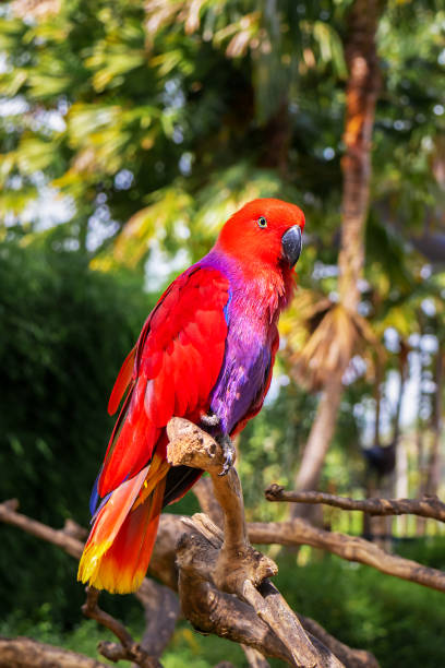 papagaio eclectus vermelho em um galho na natureza. - vibrant color birds wild animals animals and pets - fotografias e filmes do acervo