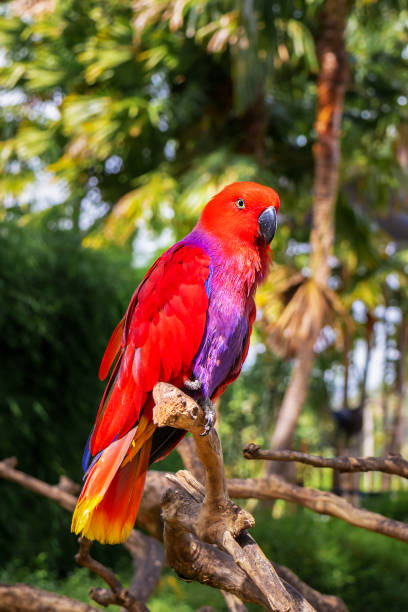 красный эклектус попугай на ветке в дикой природе. - vibrant color birds wild animals animals and pets стоковые фото и изображения