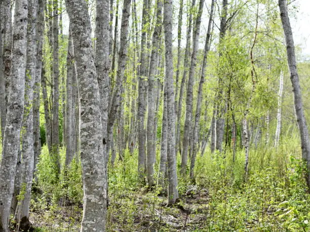 Alder tree forest with intensely green new foliage and gray stems
