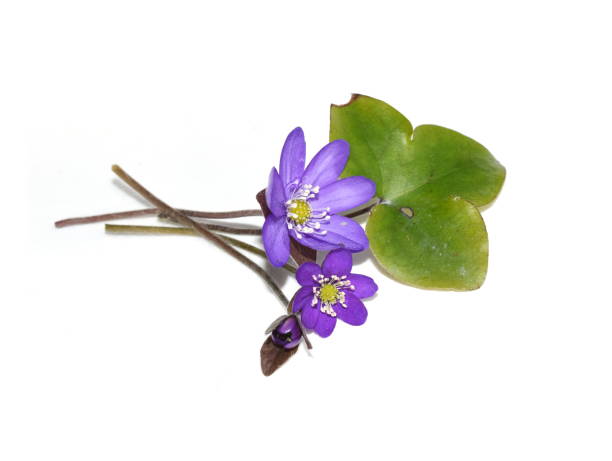 anémone bleue hepatica nobilis - nobilis photos et images de collection