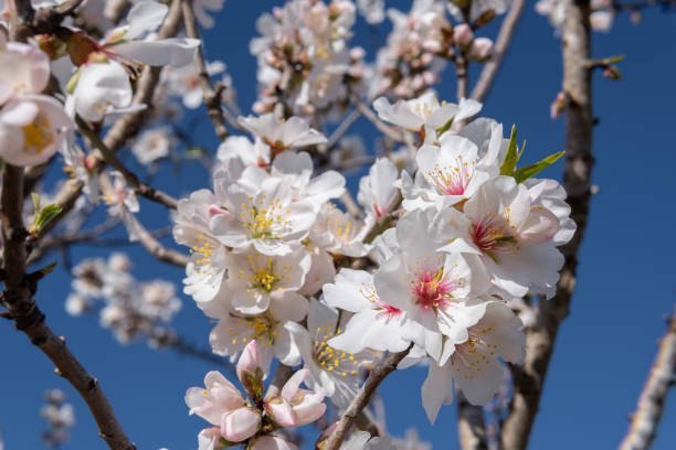 istock White blossoms of an almond tree, Prunus dulcis 1366574260