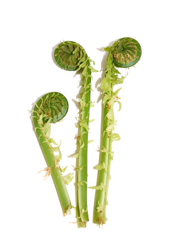 New green leaves from Ostrich fern Matteuccia struthiopteris rolling out on white background