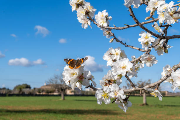 Close-up of white blossoms of an almond tree, Prunus dulcis, with a queen butterfly, Danaus gilippus, perched on its flowers at dawn on a sunny day. Island of Mallorca, Spain