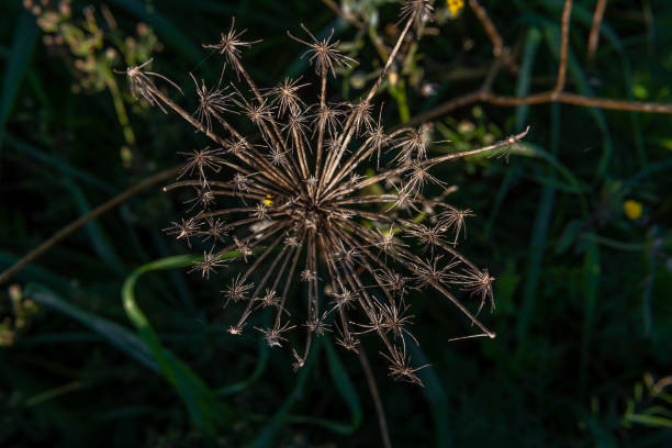 istock Wild carrot flower, Daucus carota maximus 1366574518