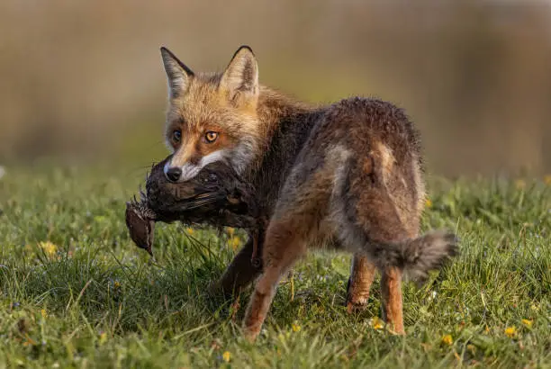 Fox cub, fox with pheasant, fox with quail