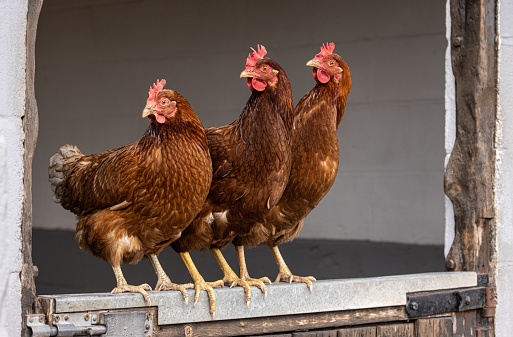 Rhode Island Red Chickens January 2022