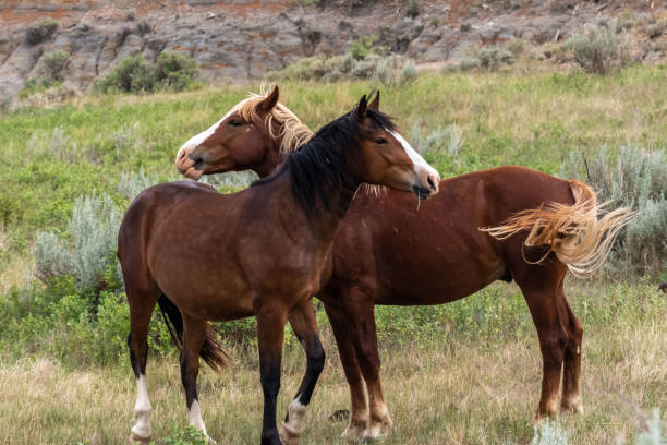 Wild horses in Theodore Roosevelt NP, North Dakota A domesticated one-toed hoofed mammal roaming around the preserve park theodore roosevelt national park stock pictures, royalty-free photos & images
