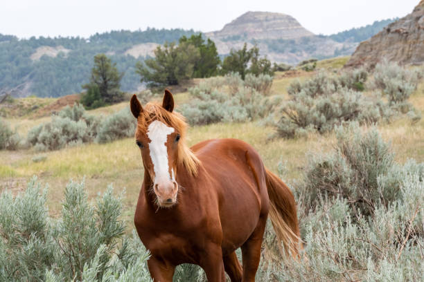 Wild horses in Theodore Roosevelt NP, North Dakota stock photo