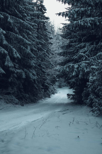 inverno al monte tara - forest landscape pine tree snow foto e immagini stock