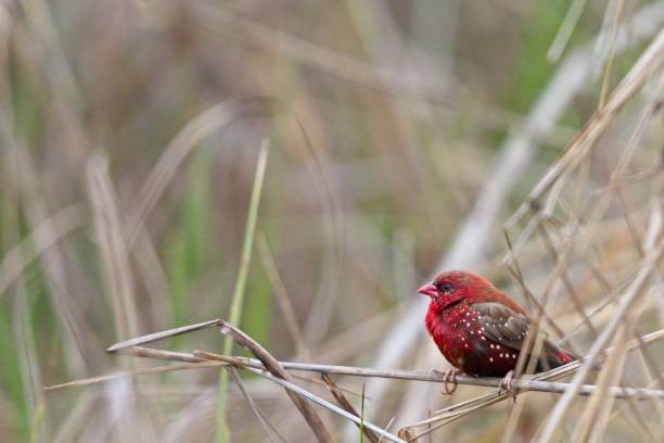 istock Strawberry Finch or Red Munia feeding session 1366577077