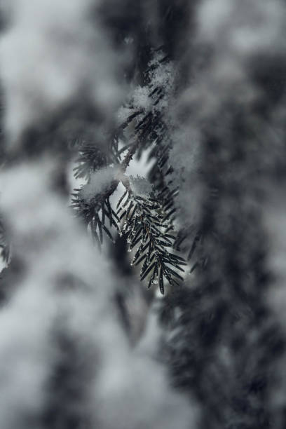 bella foto macro di pino - forest landscape pine tree snow foto e immagini stock