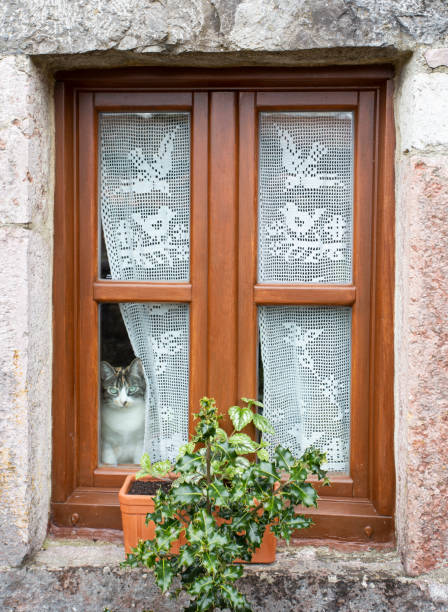 istock grey, black and white cat inside a house looks at us intently through the window. 1366577281