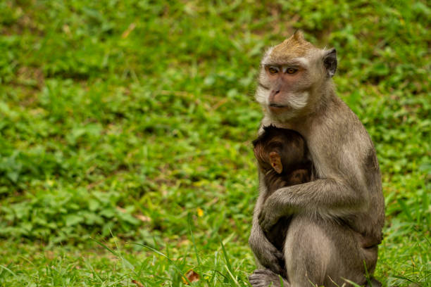 A monkey is looking for food while holding his child who has not dared to get down from his mother's arms. Conservation and wildlife concept