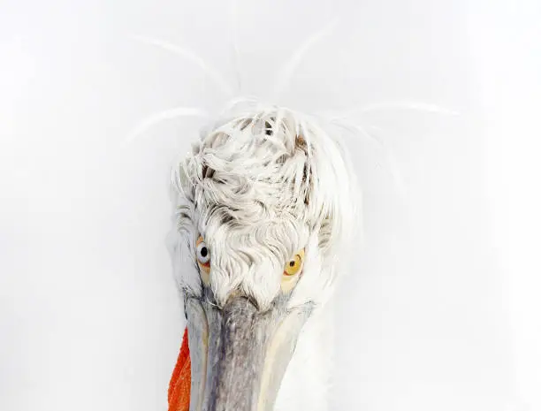 Photo of Dalmatian Pelicans