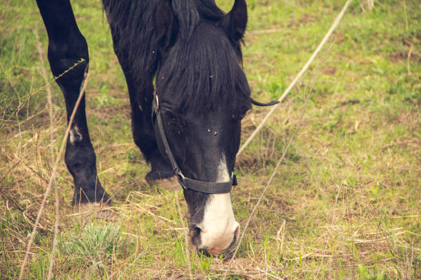 istock A black horse with a light mane grazes on a leash in the steppe 1366579749