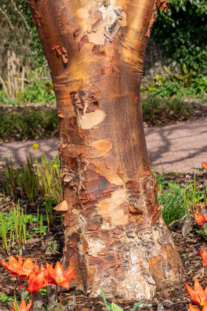 エイサーグリセウム木の樹皮 - maple wood ストックフォトと画像