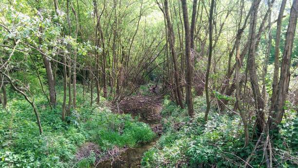 istock Walking path in the wood 1366581931