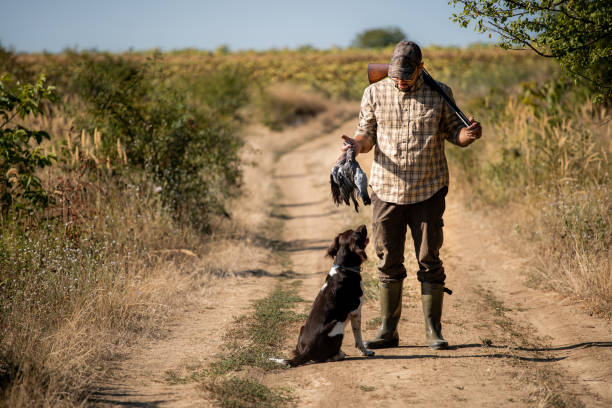 caçador e seu cachorro - pheasant hunting bird gamebird - fotografias e filmes do acervo