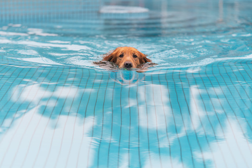 The golden retriever swims in the pool