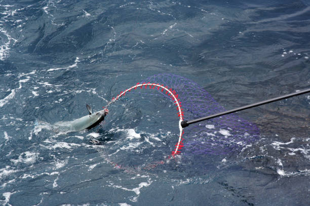 Fish hooked Largescale Blackfish (Mejina, Gure), just catched in the fishing net photograph. stock photo