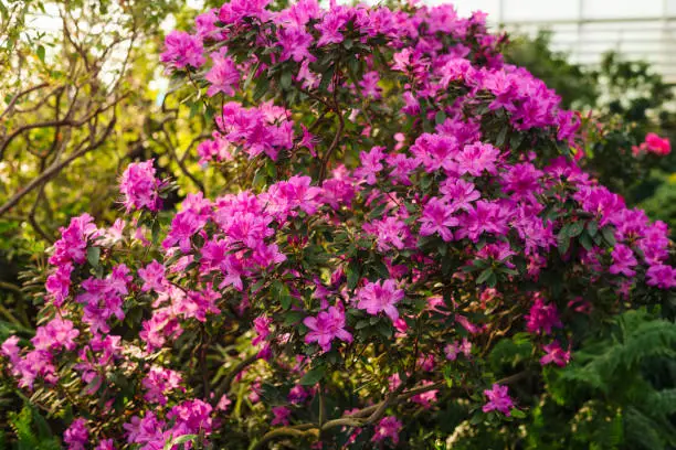 Pink flowers and buds of rhododendron, blurred background