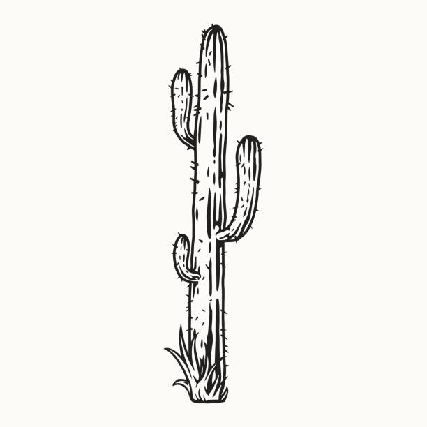 illustrations, cliparts, dessins animés et icônes de grand cactus avec des épines dans un style monochrome - grass nature dry tall