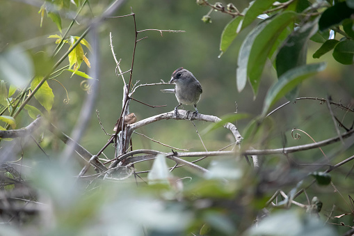 The gray king sparrow is a passerine in the family Thraupidae.