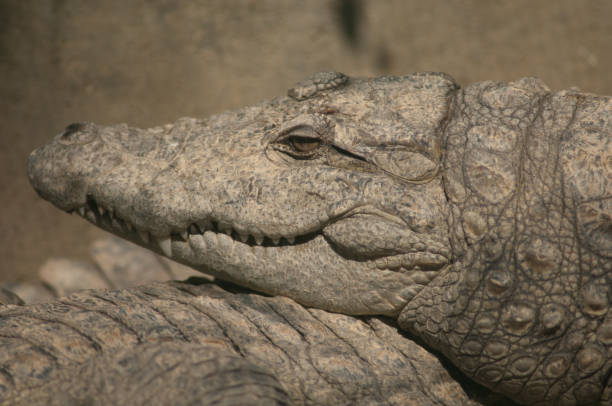 istock Head of a mugger crocodile Crocodylus palustris. 1366589890