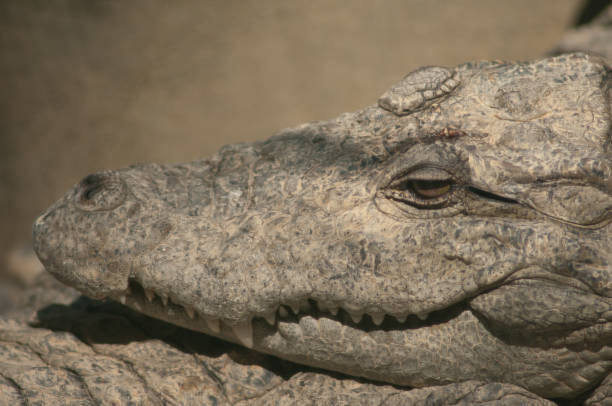 istock Head of a mugger crocodile Crocodylus palustris. 1366589891