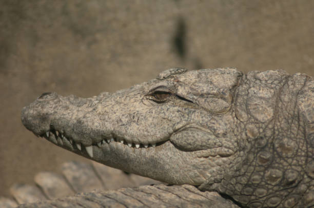 istock Head of a mugger crocodile Crocodylus palustris. 1366589894