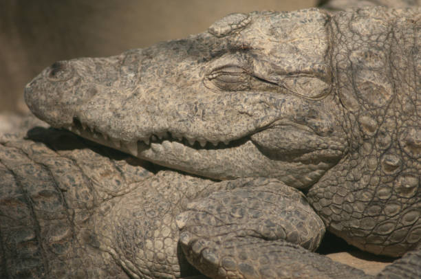 Mugger crocodile Crocodylus palustris sleeping. Captivity breeding center. Sasan. Gir Sanctuary. Gujarat. India.