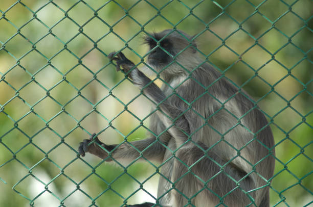 Southern plains gray langur Semnopithecus dussumieri behind a fence. Sasan. Gir Sanctuary. Gujarat. India.