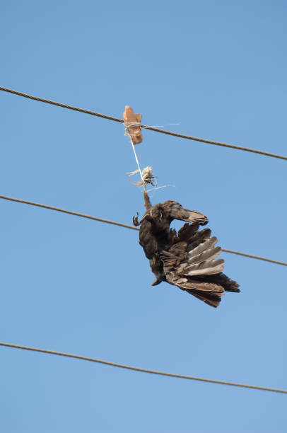Large-billed crow killed and hanging from a electricity cable. stock photo