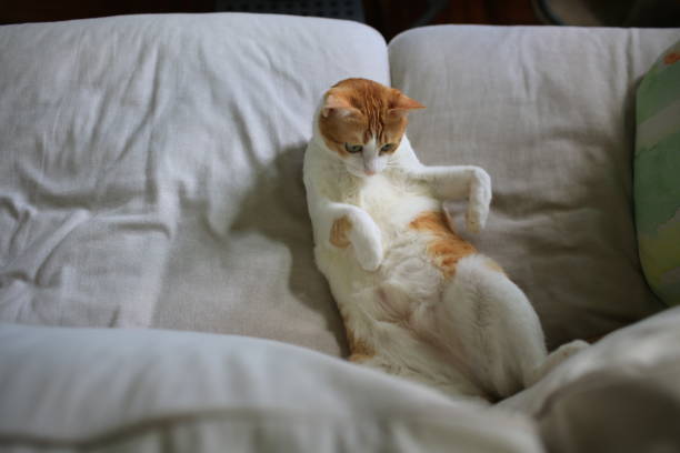istock cat sleep and show its belly 1366590284