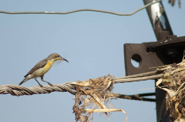 istock Female purple sunbird with material for her nest. 1366590291