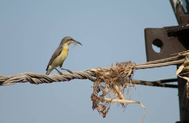 istock Female purple sunbird with material for her nest. 1366590295
