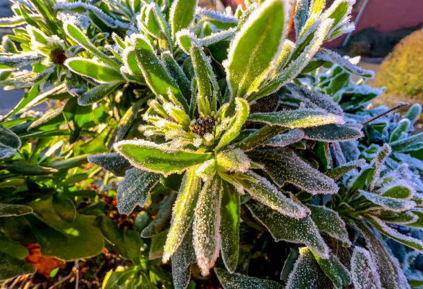 A green frozen plant.