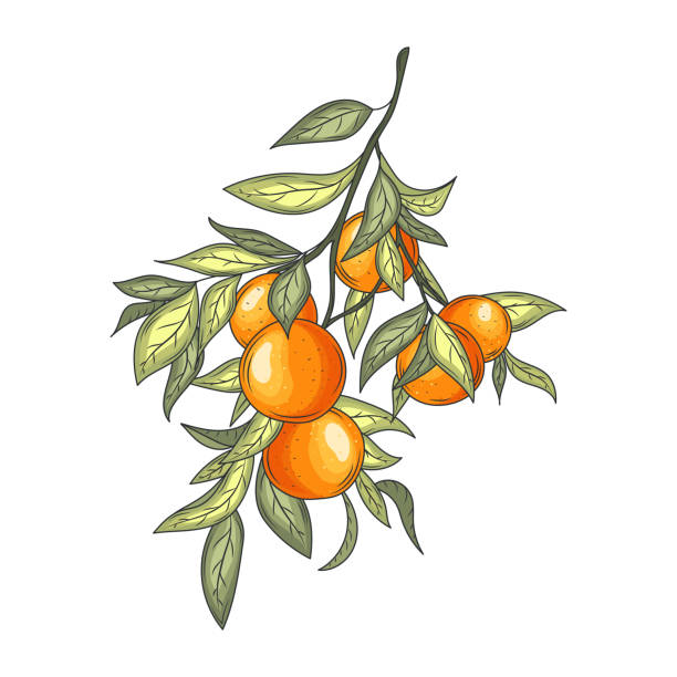 만다린 가지 벡터 일러스트레이션. 식물 빈티지 과일. - agriculture branch cut flowers citrus fruit stock illustrations