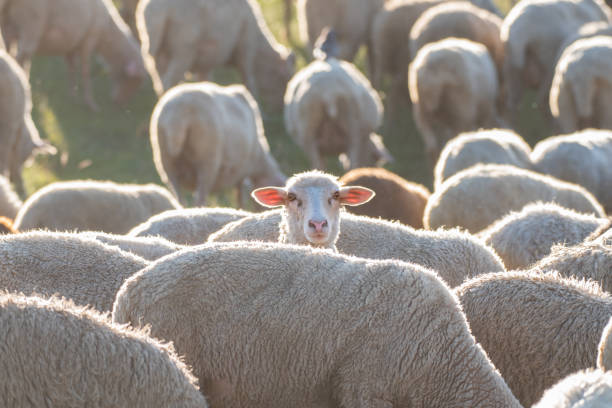 A group of sheep is feeding in a meadow