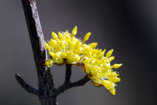 Japanese mountain tree flower \