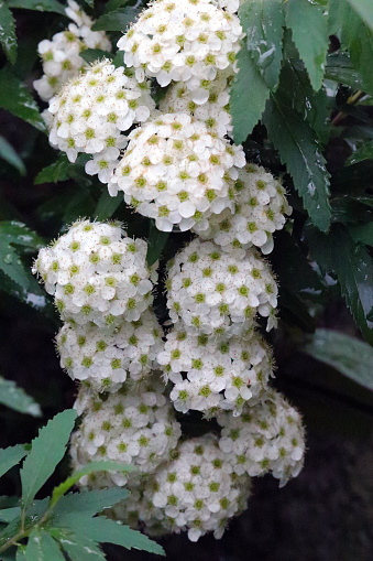 Full blooming fancy Japanese mountain wild white flower \