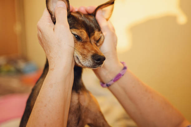 istock Woman hand playing with the dog. 1366592365