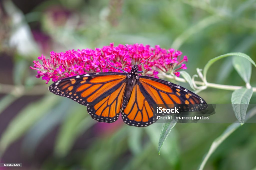 Papillon monarque, (Danaus plexippus), monarch butterfly,  Buddleia de David (Buddleja davidii). A monarch butterfly forages on a Buddleja flower in early fall in the Laurentian forest. Buddleia Stock Photo